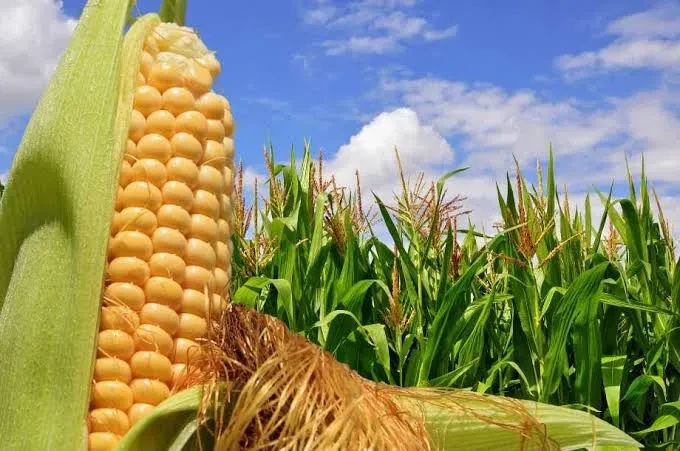 Ціни на кукурудзу в Україні падають