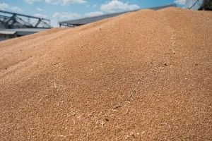 Пшениця в США дорожчає через Чорне море