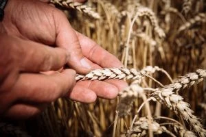 ПроКредит Банк та ЄБРР допоможуть аграріям вийти на ринки ЄС